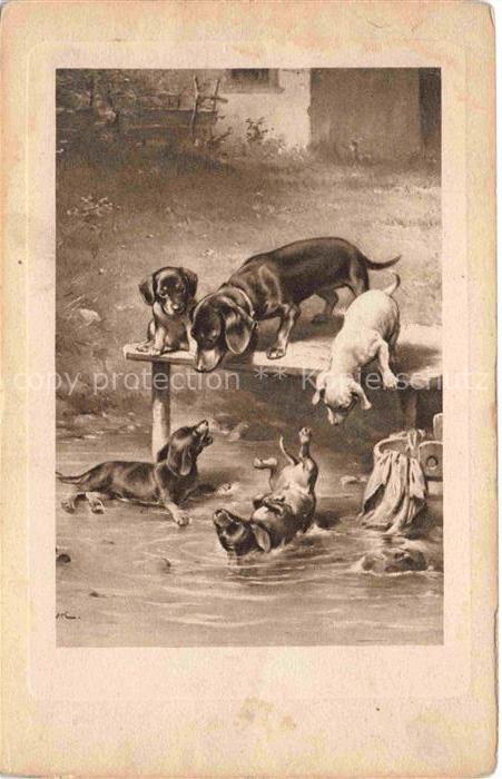 Dackel Dachshund Teckel Hunde dogs Chiens Cani
