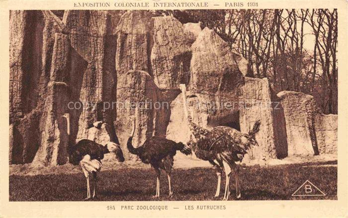 Strauss Autruche Ostrich Avestruz Struzzo Voegel Birds Oiseaux Parc Zoologique