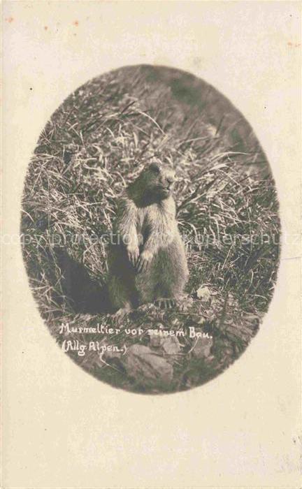 Murmeltier Bau Alg. Alpen