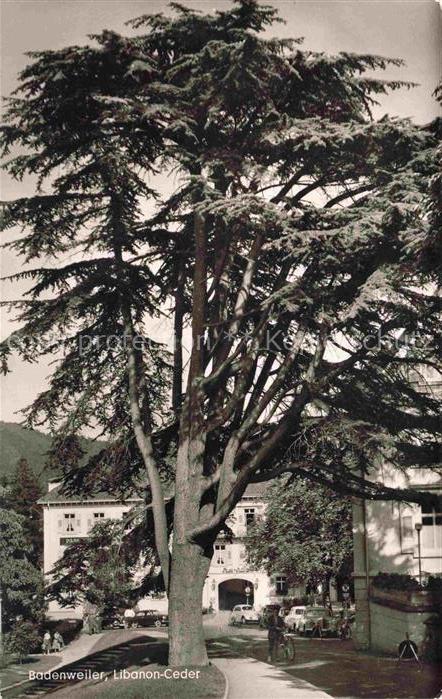 Baeume Trees Arbres Arboles Badenweiler Libanon Ceder