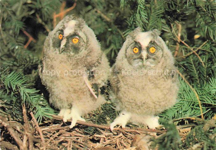 Eule Owl Hibou Chouette-- Moyen Duc