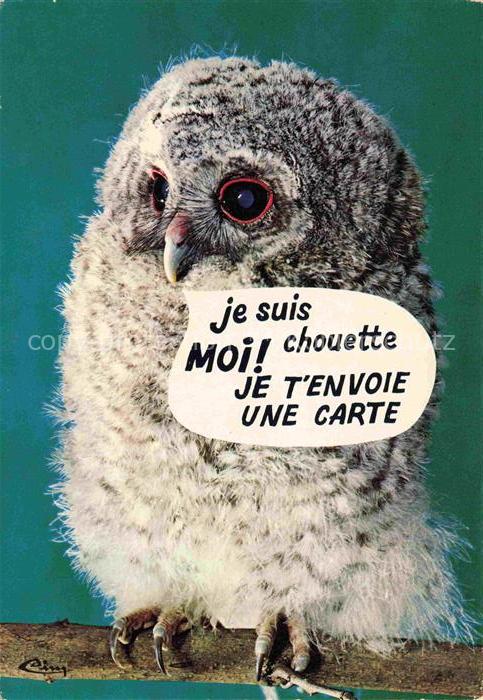 Eule Owl Hibou Chouette-- Animaux Humoristique La Choutte