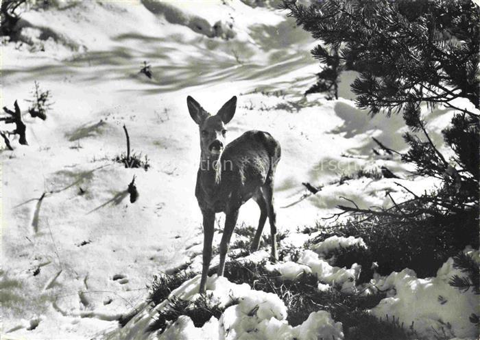 Rehe Roe Deer Chevreuil Corzo--