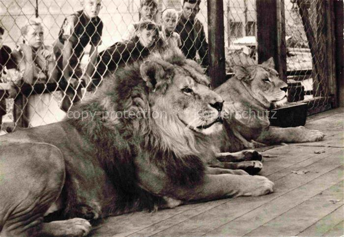 Loewen Lion-- Wilhelma Stuttgart Bad Connstatt