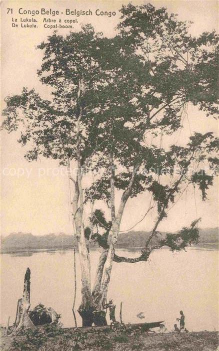 Congo Belge Belgisch KONGO La Lukula Arbre a copal