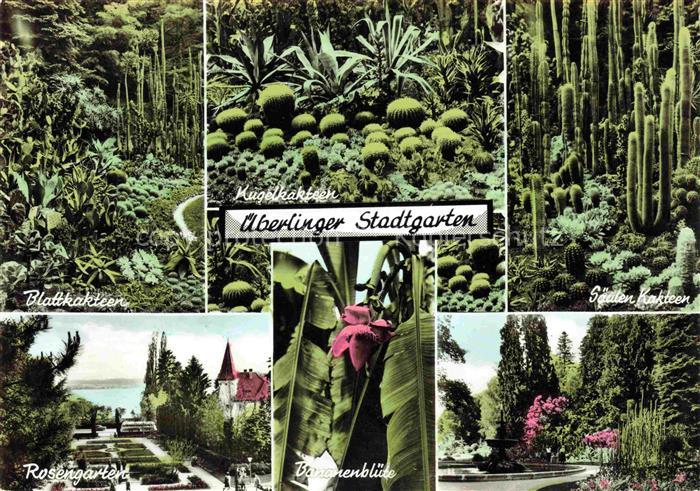 ueberlingen Bodensee BW Pflanzen im Stadtgarten Rosengarten