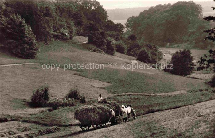 Koenigstein  Taunus Heuernte im Waagtal