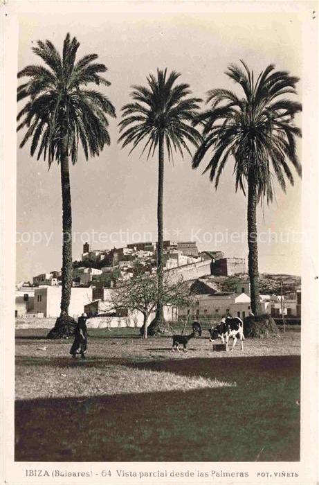 IBIZA Islas Baleares ES las Palmeras Kuehe Ziege