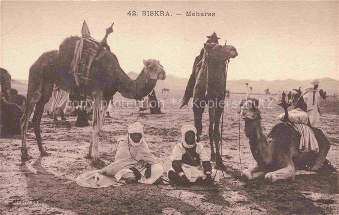 Biskra Algerie Meharas Kamele
