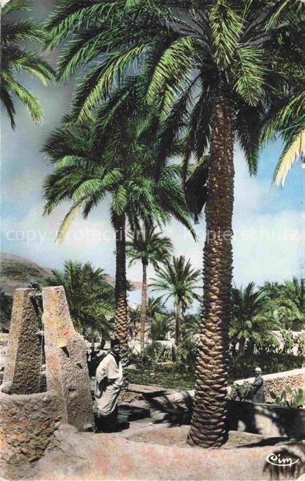 Ghardaia-M Zab Algeria Oasis Palme