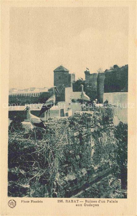 RABAT  Maroc Ruines d'un Palais aux Oudayas Cigogne Stoerche