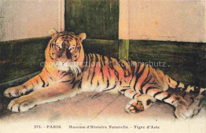 Tiger  Tigre-- Paris