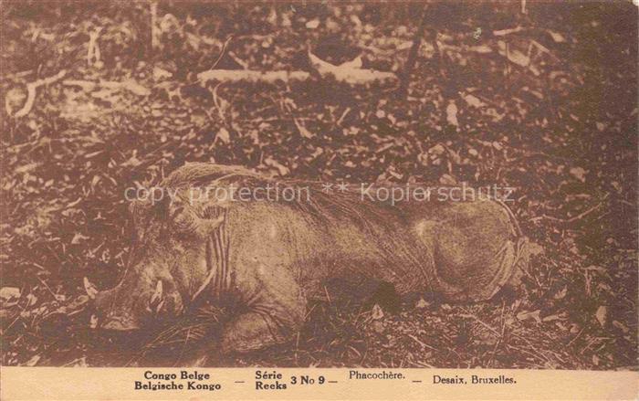 Wildschwein Wild Boar Sanglier Jabali Cinghiale-- Congo Belge Bruxelles Phacoche
