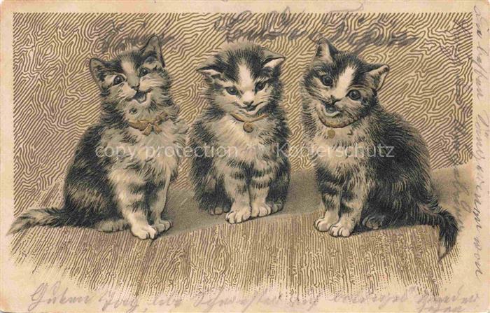 KATZEN Cats Chats Gatos Gatti-- Bern Schweiz