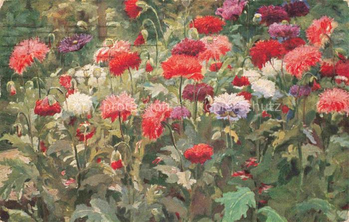 SITSCHKOFF F. Kuenstlerkarte Mohnblumen les Pavots