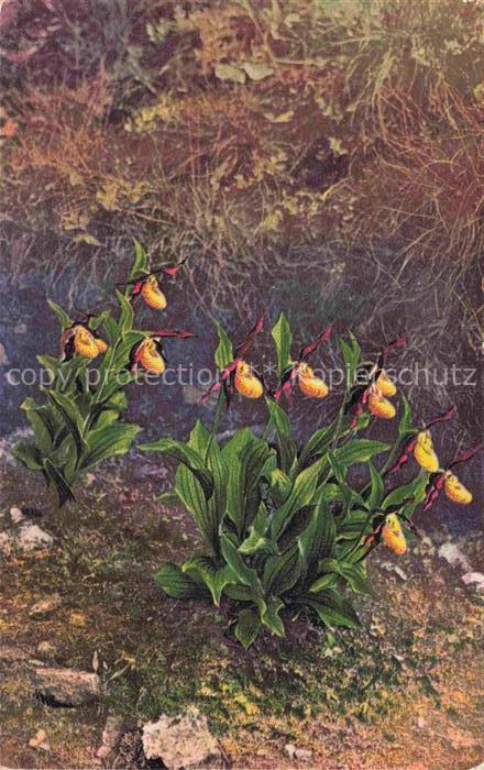 Photochromie Verlag Photochromie Nr. 1192 Serie 545