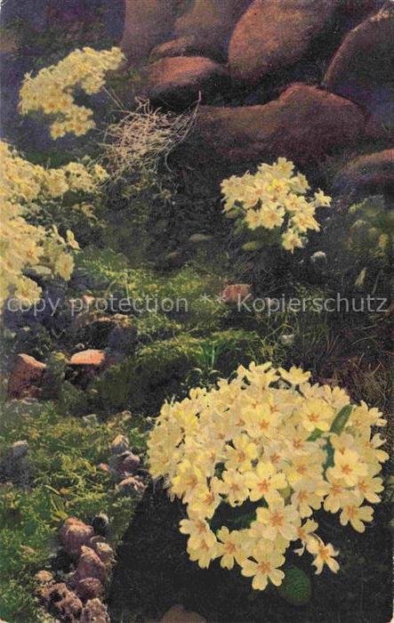 Photochromie Verlag Photochromie Nr. 1190 Serie 545 Prinula aeaulis