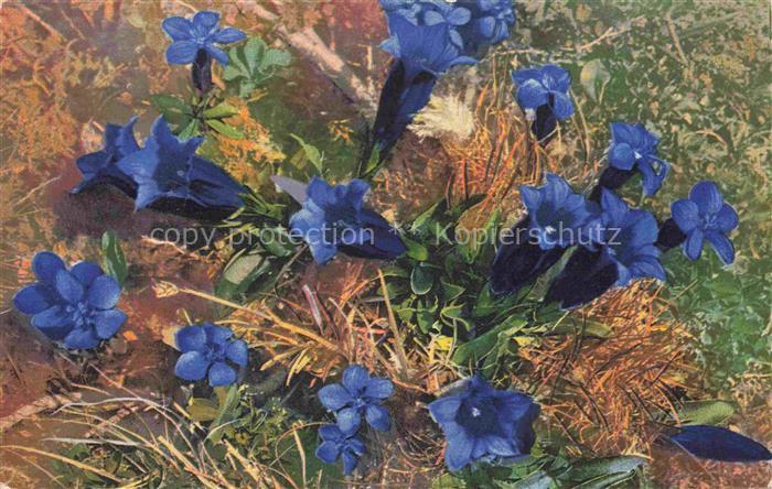Photochromie Verlag Photochromie Nr. 1188 Serie 545 Gentiana verna acaulis