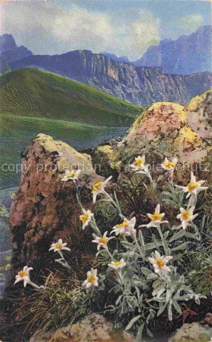 Photochromie Verlag Photochromie Nr. 1184 Serie 545 Leontopodium alpinum