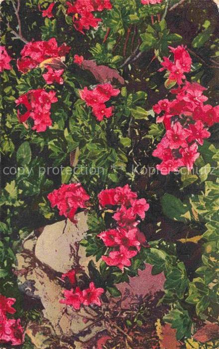 Photochromie Verlag Photochromie Nr. 1187 Serie 545 Rhododendron hirsutum