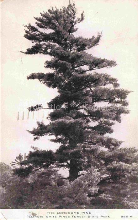 Trees Baeume Arbres Arboles the lonesome pine