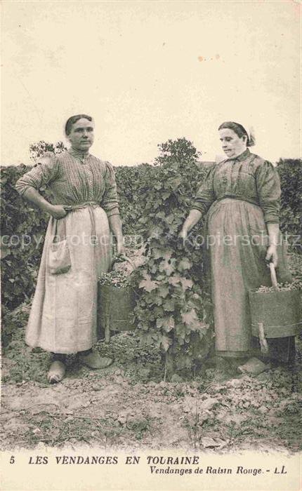 Wein Wine Vin Vino-- Les Vendanges en Touraine
