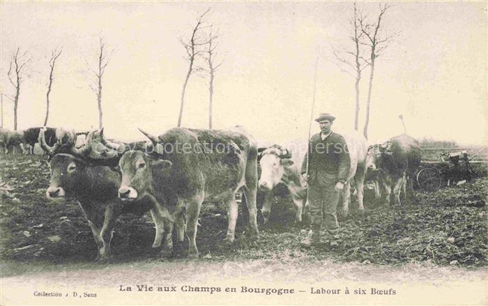 Landwirtschaft La Vie aux Champs en Bouvgogne Kuehe