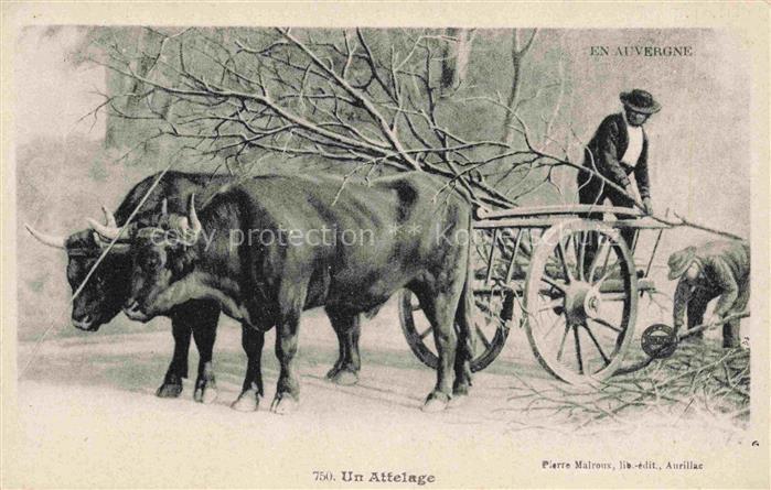 Landwirtschaft Un Attelage Bullen Auvergne