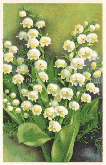 Maigloeckchen Lily of the Valley Muguet Mughetto--