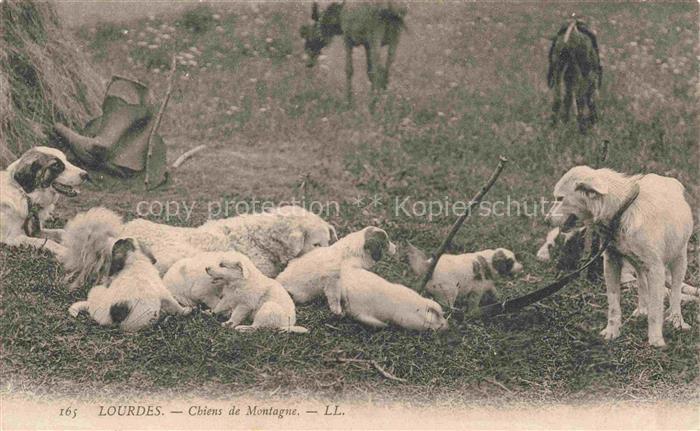 HUNDE dogs chiens-- lourdes Chins de Montagne