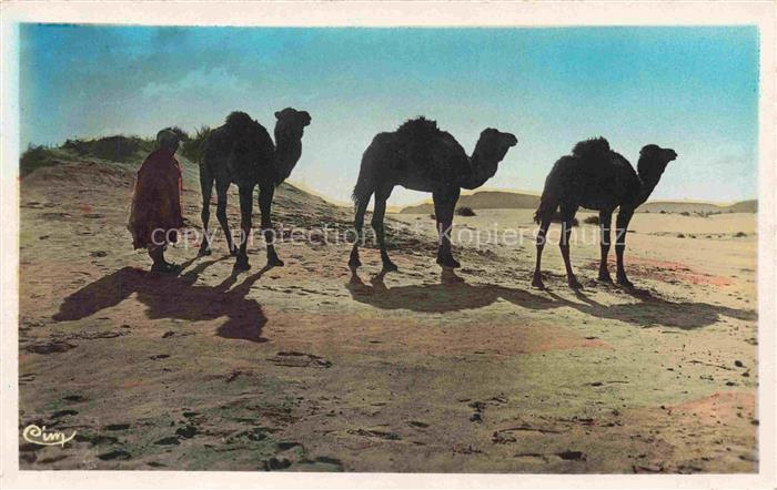 Kamele  Camel Chameau-- Afrika Dans gransd Desert