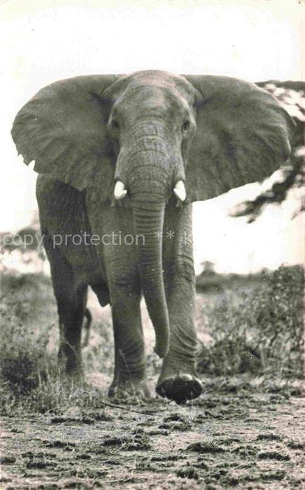Elefant Faune Africaine