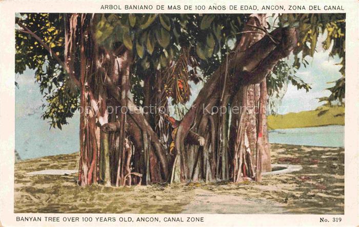 Trees Baeume Arbres Arboles Banyan Tree over 100 Yers old Ancon Canal Zone