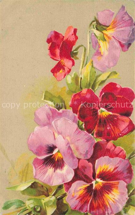 Mohnblumen Poppies Coquelicots Papaveri Amapolas-- Rot Rosa