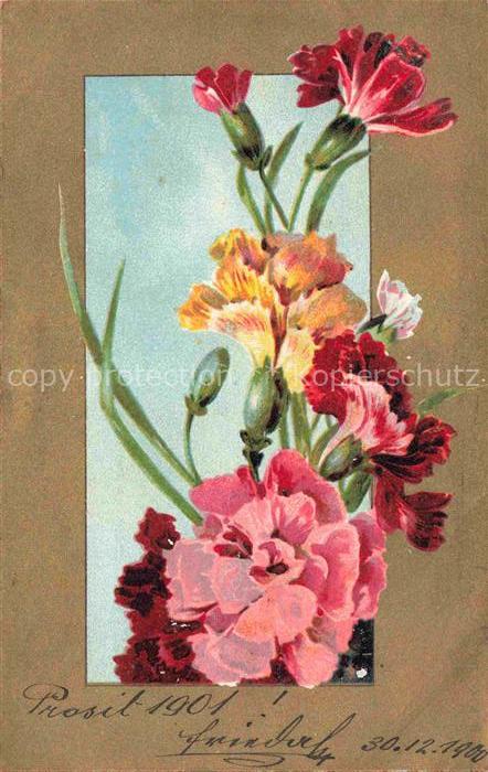 Nelken Carnations Oeillets Claveles Garofani-- Prosit