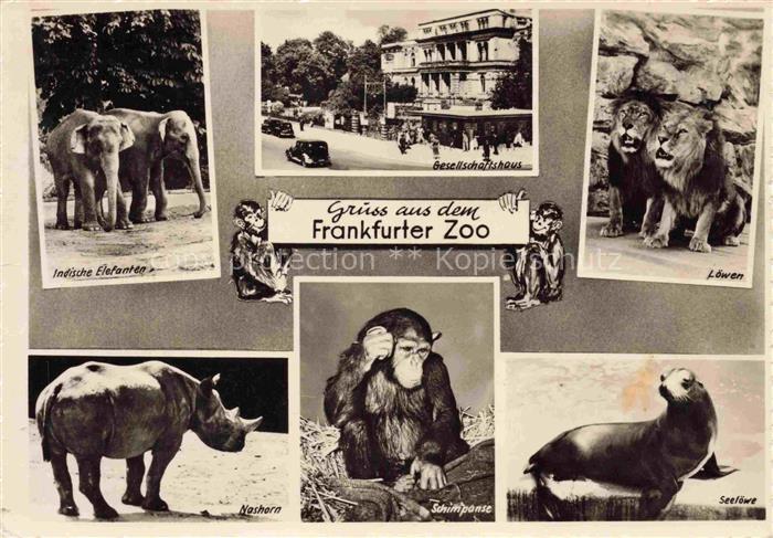 Zoo Gardin Zoologique-- Frankfurt Loewe Schimpanse Nashorn Elefant Seeloewe