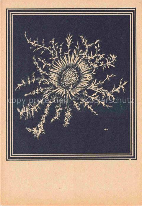 WEIss J. Kuenstlerkarte Silberdistel