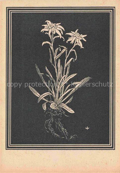 WEIss J. Kuenstlerkarte Edelweiss