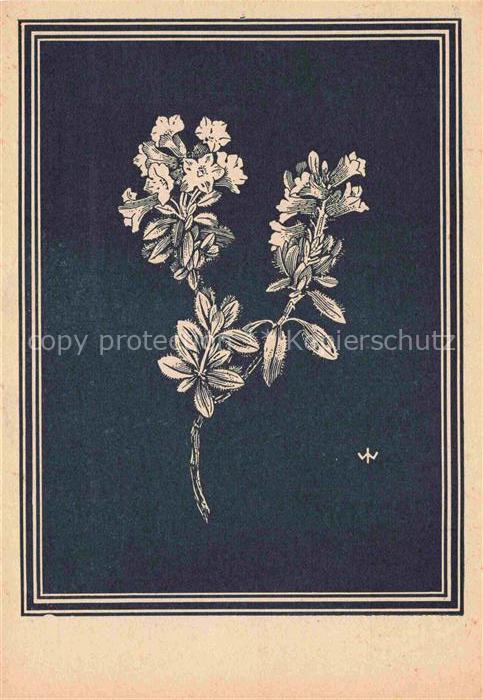 WEIss J. Kuenstlerkarte Behaarte Alpenrose
