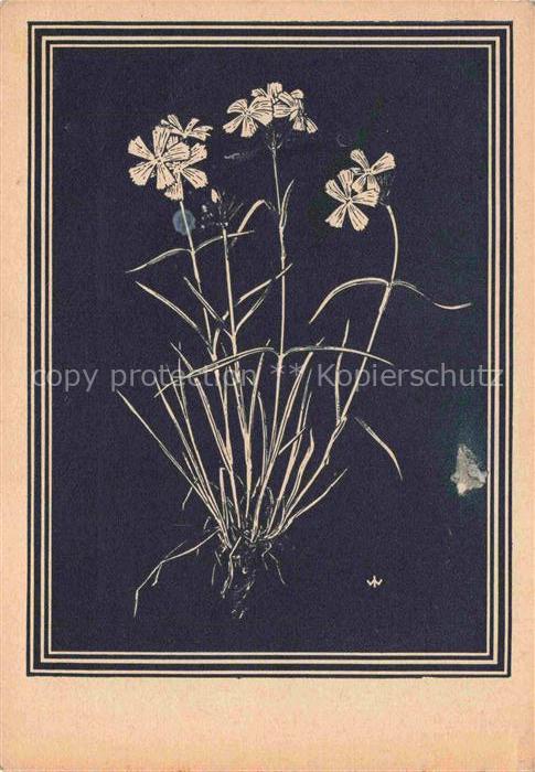 WEIss J. Kuenstlerkarte Karthaeuser Nelke