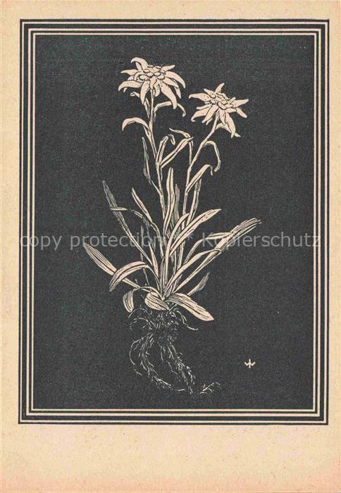 WEIss J. Kuenstlerkarte Edelweis