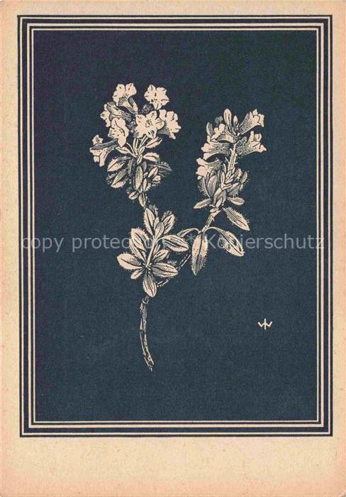 WEIss J. Kuenstlerkarte Behaarte Alpenrose