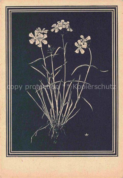 WEIss J. Kuenstlerkarte Karthaeuser Nelke