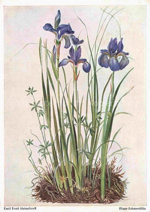 HEINSDORFFf Emil Ernst Kuenstlerkarte Blaue Schwertlilie
