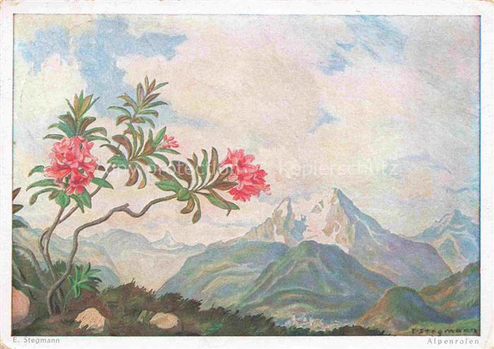 STEGMANN Arnulf Erich  Kuenstlerkarte Alpenrose Berchtesgadener land