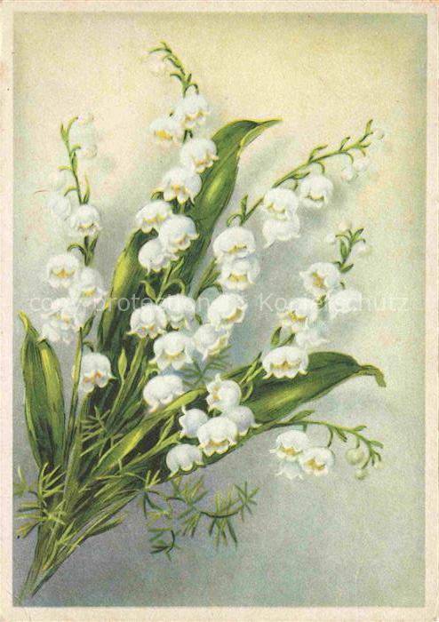 Maigloeckchen Lily of the Valley Muguet Mughetto--
