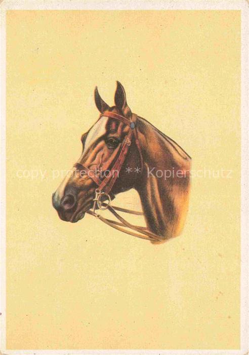 PFERDE Horses Cheval Portraet
