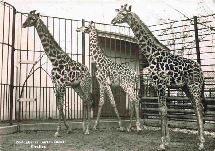 Zoo Gardin Zoologique-- Basel Giraffe
