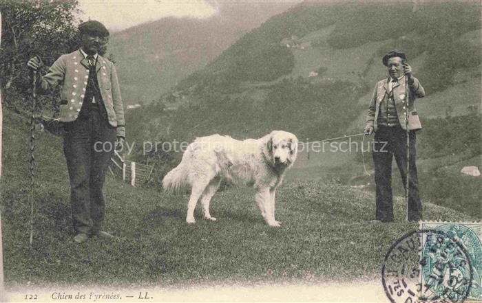 HUNDE dogs chiens-- Landwirtschaft Chien des Fyrenees