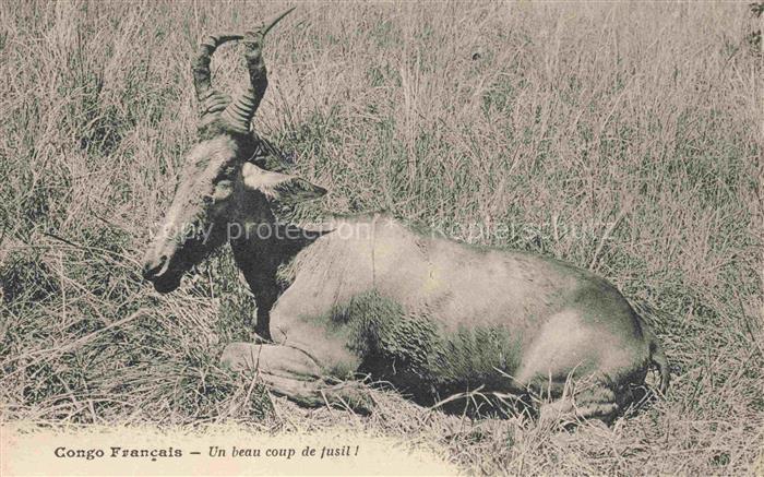 TIERE Animals Animaux Animales Animali-- Congo Francais Peres St. Esprit